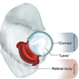 El ojo de un protozoo procede de la simbiosis de dos bacterias