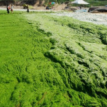 Las ‘zonas muertas’ en los océanos se extienden