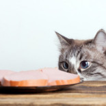 ¿Tu gato se sube a la mesa? Tranquilo, este robot guardián le asustará para que deje de hacerlo