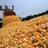 Un gato hereda en Italia 10 millones de euros