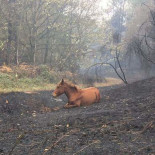 Hecatombe animal en Galicia: las víctimas calcinadas en las que nadie se fija