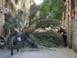 Muere una mujer tras caerle una palmera en el centro de Barcelona
