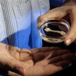 Crean hueso humano a partir de células madre