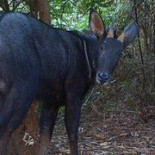 Estudio con cámaras trampa en Myanmar revela tigres, elefantes y leopardos amenazados [ENG]