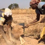 Piden el secuestro de un documental Tigernut sobre la chufa valenciana