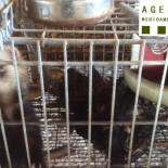 Cárcel para el guarda de un coto de caza por matar aves protegidas y dárselas de comer a sus hurones