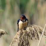 Pfeilstorch, o la increíble historia de cómo el hombre aprendió que las aves migraban