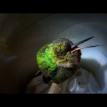 El ronquido del Colibrí