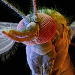 El animal más mortifero del mundo (infografía)