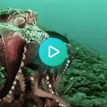 Pulpo se fabrica un escudo usando un coco