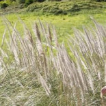 Cantabria es el lugar de España con mayor superficie de plumeros