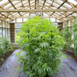 Presentan leyes para terminar con la prohibición federal de la marihuana en los Estados Unidos