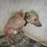 Cuando un perro es adoptado