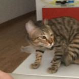 Hilo: 100 hechos/imágenes más ridículos que nos ha traído el procés