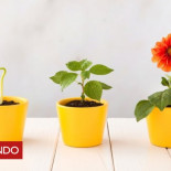 Cómo las plantas con flores evolucionaron y conquistaron el mundo hace millones de años