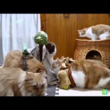 Yoda entrenando a gatos jedi