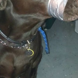 Una joven amordaza a su perro y cuelga la foto en Facebook