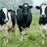 Como Pedro por su casa, 4 vacas entraron a un supermercado y se dieron un festín