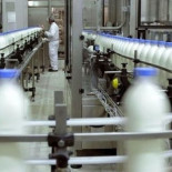 Las grandes lecheras al banquillo por pactar el precio de la leche