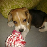 Increíble Beagle ayuda a subir las escaleras a Yorkshire Toy - YouTube