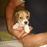 Beagle cachorra - experimentando sonidos nuevos