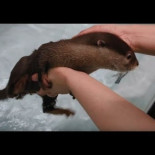 Pequeña nutria con miedo al agua