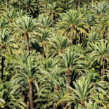 Elche, la ciudad de las palmeras [ENG]