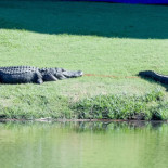 El tráfico se detiene para que dos caimanes crucen un paso de cebra