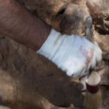 Encuentran los huesos de seis niños sepultados junto a su madre, uno de los crímenes más sangrientos de la Guerra Civil