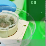 Neuronas de ratón cultivadas sobre una placa de laboratorio aprenden a jugar al videojuego Pong