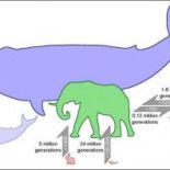 De ratón a elefante, en 24 millones de generaciones