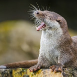 La ética de la ciencia sarcástica [ENG]