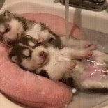 ¡Qué agustito se está bajo el chorrito de agua caliente!