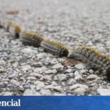 La oruga procesionaria se expande y arrasa los bosques españoles