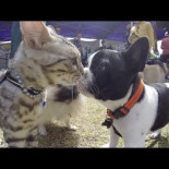 1 gato frente a 50 perros