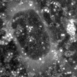 Un globo de grafeno proporciona imágenes sin precedentes de moléculas de proteínas hidratadas