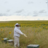 El sector apícola consigue que en el etiquetado se aclare el porcentaje en origen