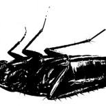 Nuestro machito interior