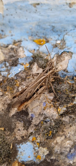 Mimetismo y camuflaje. Lección 1