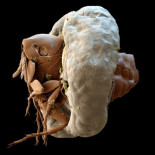 La pulga que murió soltera y virgen