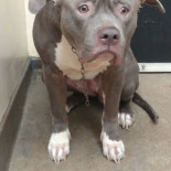 Desgarrador momento en que un perro llora sin consuelo al darse cuenta de que lo han abandonado