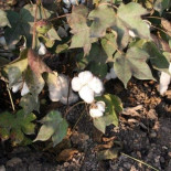 Un híbrido de dos plagas amenaza cultivos en todo el planeta