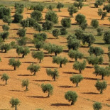 Detectada en Madrid la presencia de una bacteria que obligó a arrancar un millón de olivos en Italia