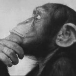 El origen de las matemáticas