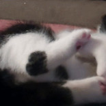 Gatito que es su propio peor enemigo