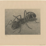 Colección de dibujos e ilustraciones digitalizadas de M. C. Escher