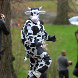 Un hombre roba 100 litros de leche disfrazado de vaca