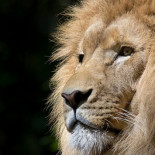 El ex-CEO de Mozilla ha creado Brave, un navegador que bloquea todos los anuncios