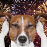 Italia ya tiene fuegos artificiales sin ruido para no molestar a los animales en las Fiestas