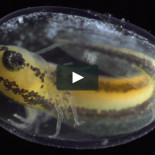 BECOMING: Desde una única célula a organismo completo en seis minutos de vídeo